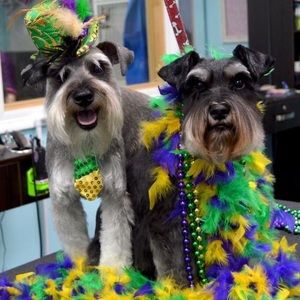 Meet your Posher, Mona